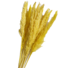 Natural Dried Pampas Grass Phragmites