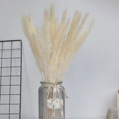 Natural Dried Pampas Grass Phragmites